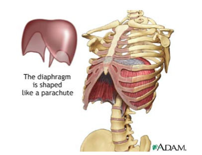 diaphragm-breathing-neck-pain